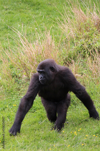 gorilla in a zoo in france