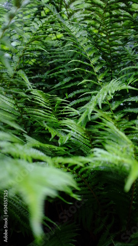 Wild fern thickets, photo without treatment, fern texture