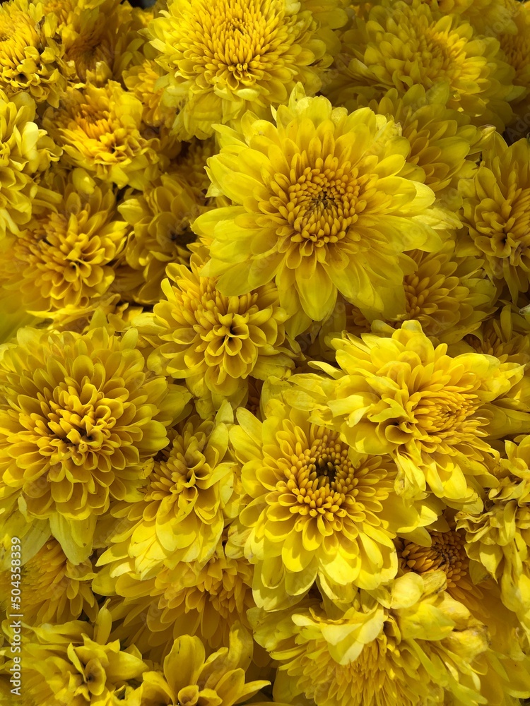 yellow chrysanthemum background yellow chrysanthemum background