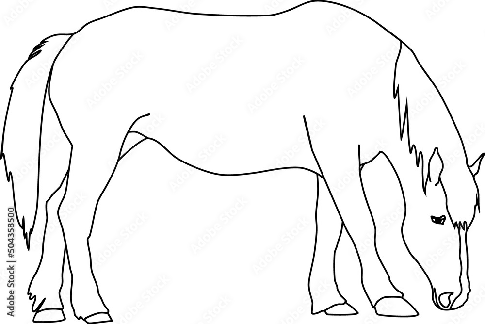 Obraz premium Coloring page with grazing horse isolated on white background