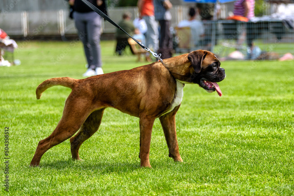 German Boxer dog at the dog show