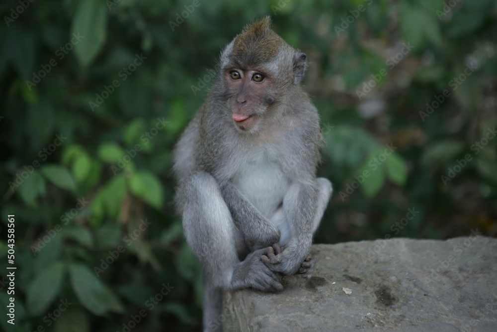 Małpka wesoła wystawiająca język, zwierzak egzotyczny, Bali, Indonezja, monkey