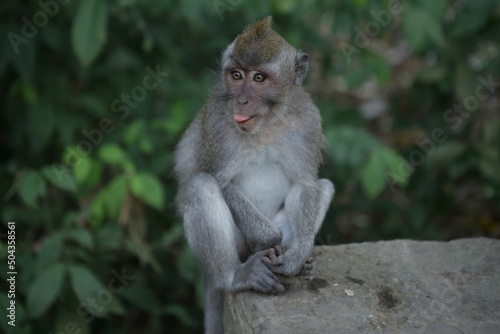 Małpka wesoła wystawiająca język, zwierzak egzotyczny, Bali, Indonezja, monkey © Magdalena