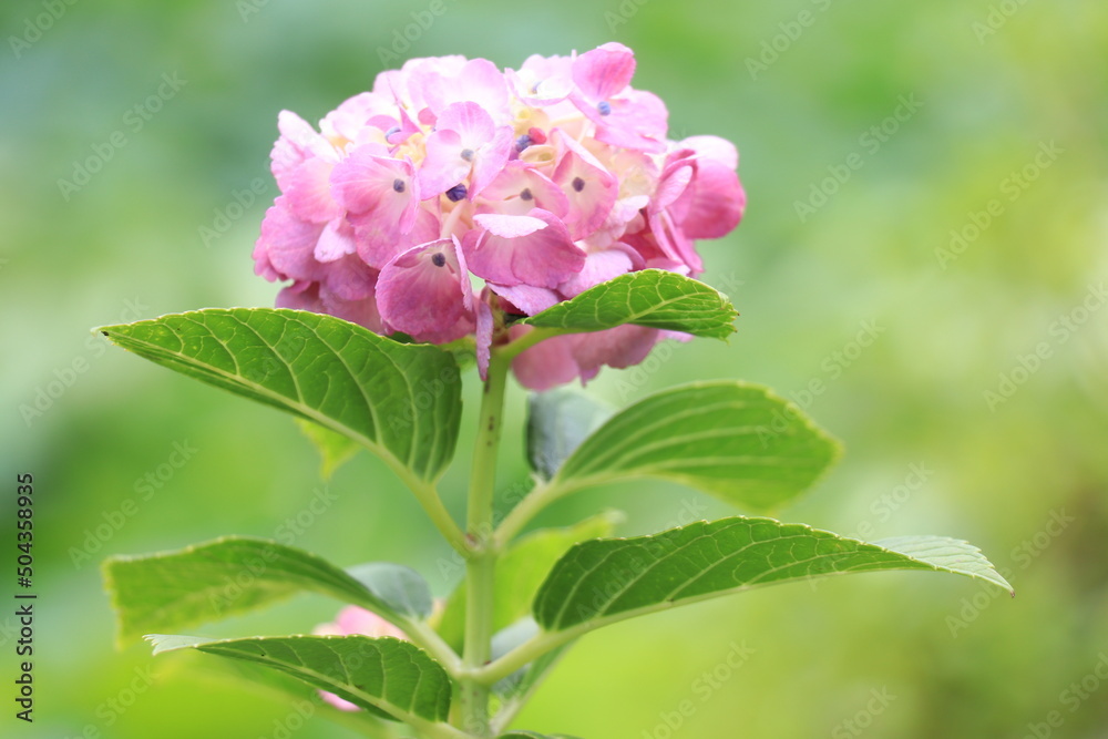 Obraz premium ピンクの紫陽花