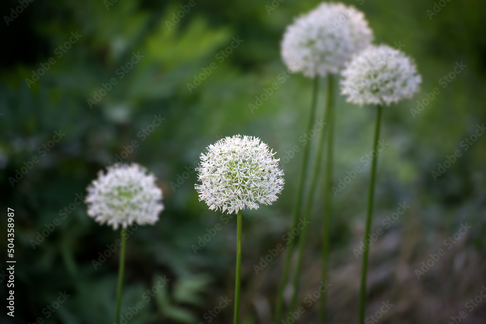 Closeup of white allium flowers blossom in a public garden