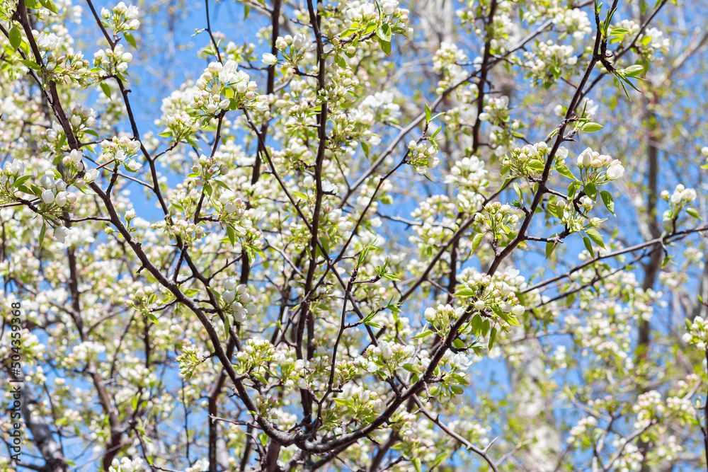 Wild apple tree in blossom on blue background. Apple blossoms are slightly open.