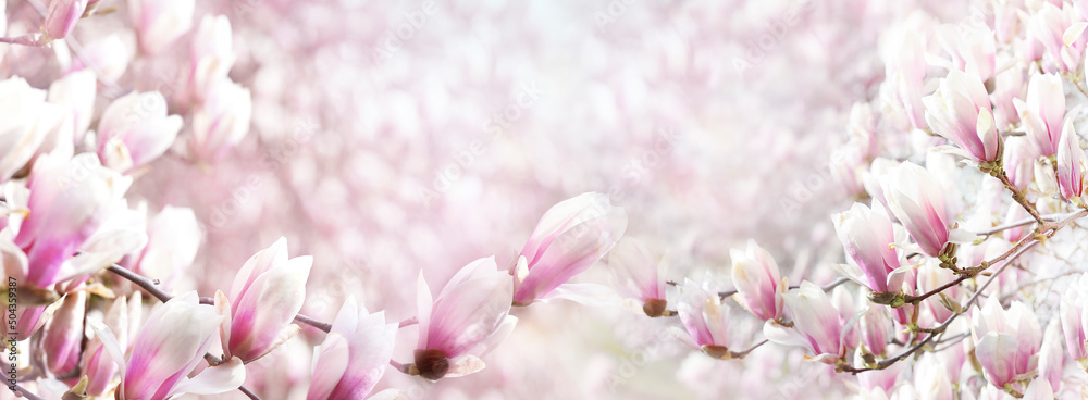 Beautiful magnolia flowers, blooming springtime horizontal banner.Pink blossom background,beauty backdrop.