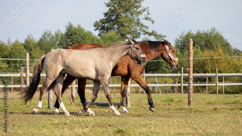 Two horses walking together on a paddock. Grullo coat color horse (Lusitano breed) and bay horse equine scene.