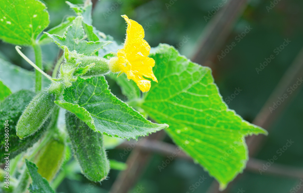 Green Cucumbers in the garden. Garden background. Green Cucumbers in the garden. Garden background.