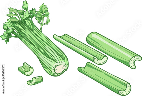 Set of Celery on white background.  illustration of celery.