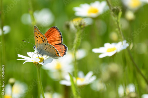 butterfly on a flower © predrag