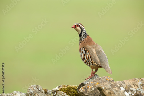 Fotografia Close up of a  Red-legged or French partridge stood on a lichen covered drystone wall and facing left