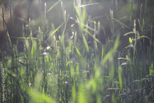 Young grass at sunset in a clearing in the park