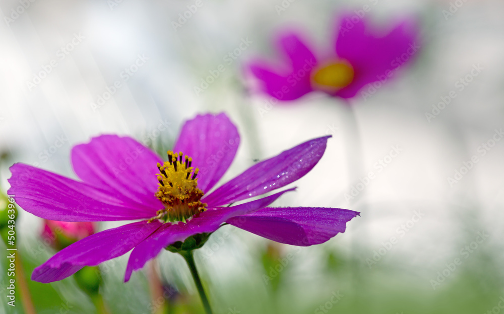 Closeup of pink cosmos flowers. Summer background. Closeup of pink cosmos flowers. Summer background.