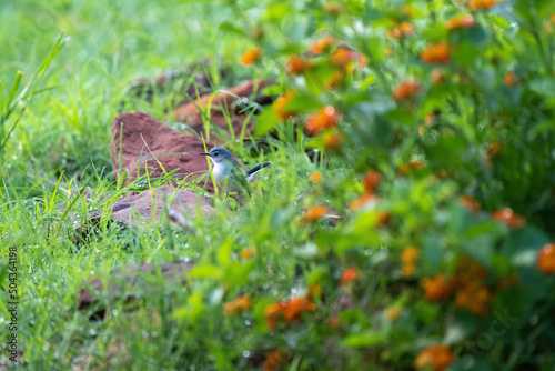 Bird in the morning dew