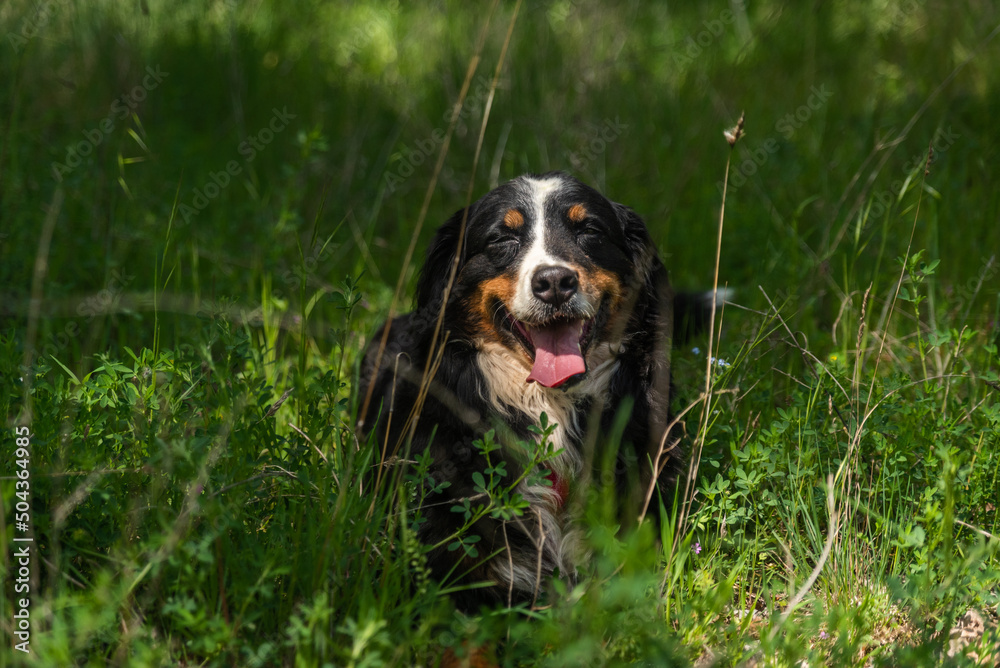 portrait of a young female dog, bernese mountain dog, resting in the shade at a foot of a tree in the forest in a sunny day. Front view