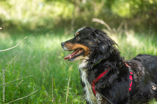 portrait of a young female dog, bernese mountain dog, resting in the shade at a foot of a tree in the forest in a sunny day. Lateral view