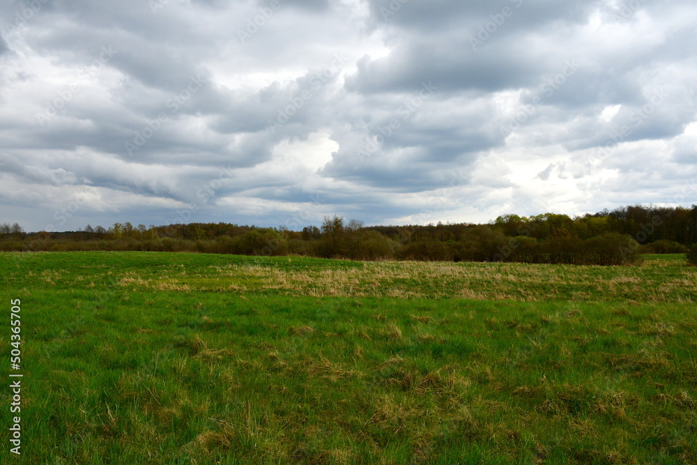 A close up on a set of trees growing in the middle of a lush field or meadow spotted in spring on a cloudy day right before a rainfall next to a long line of dry grass, shrubs, and other flora
