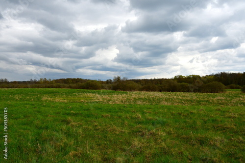A close up on a set of trees growing in the middle of a lush field or meadow spotted in spring on a cloudy day right before a rainfall next to a long line of dry grass  shrubs  and other flora