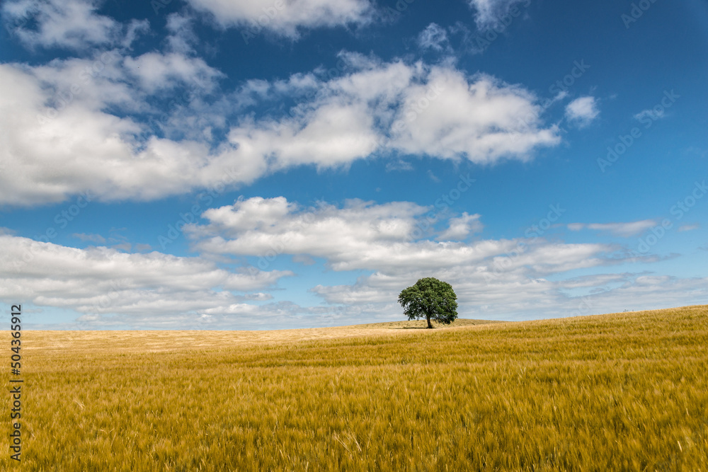 weite Getreidefeld Landschaft mit Solitärbaum, Hintergrund, plakativ, Horizont
