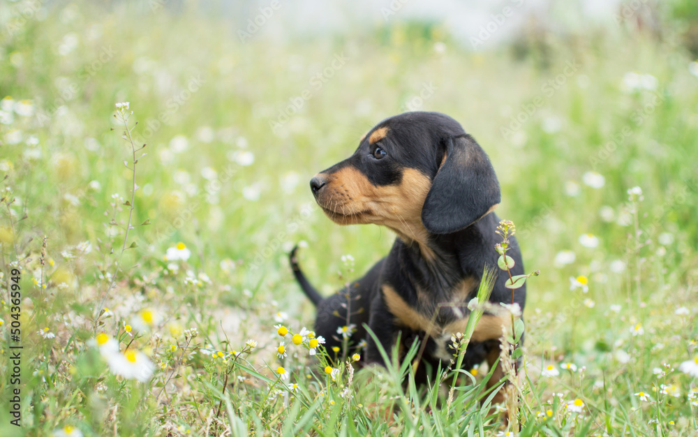 A small puppy looks to the side and sits in the green grass. For an article about dogs, veterinary clinic. Printing on a calendar, notepad, banner, website.