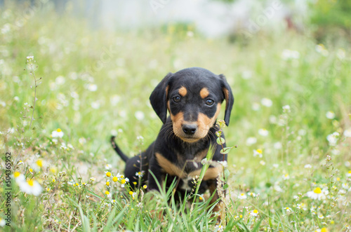 A small puppy looks at the camera and sits in the green grass. For an article about dogs, veterinary clinic. Printing on a calendar, notepad, banner, website.