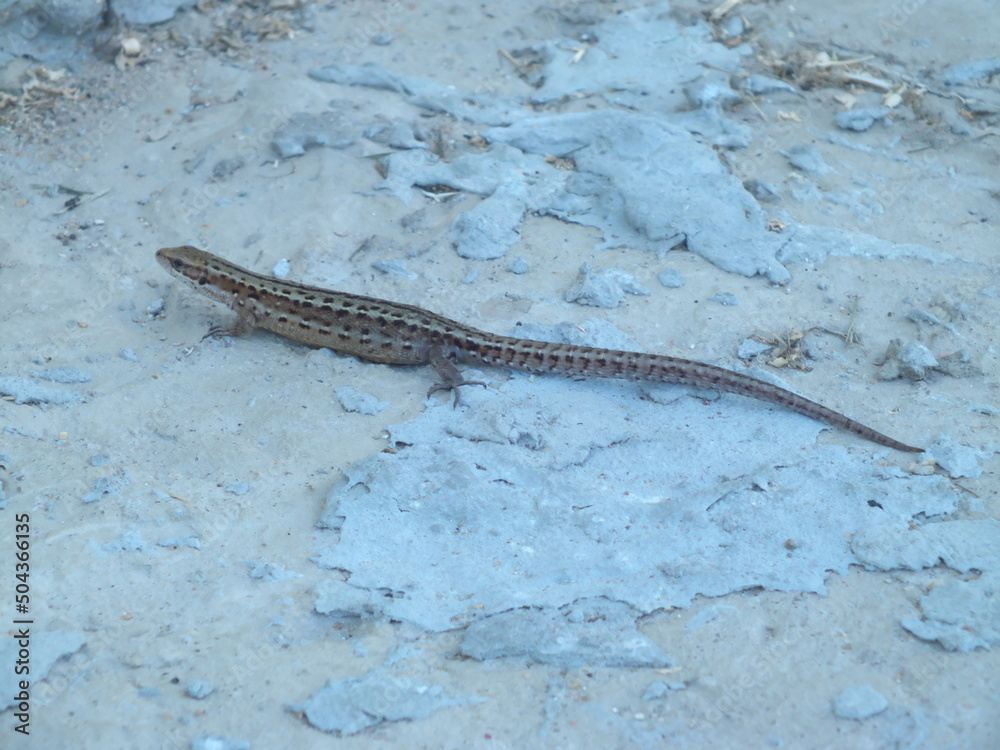 brown lizard on concrete floor brown lizard on concrete floor