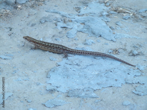 brown lizard on concrete floor