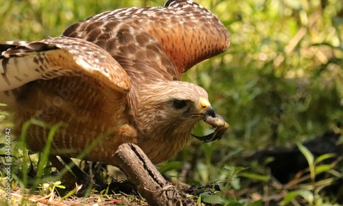 Red-Shouldered Hawk  © 1wildlifer