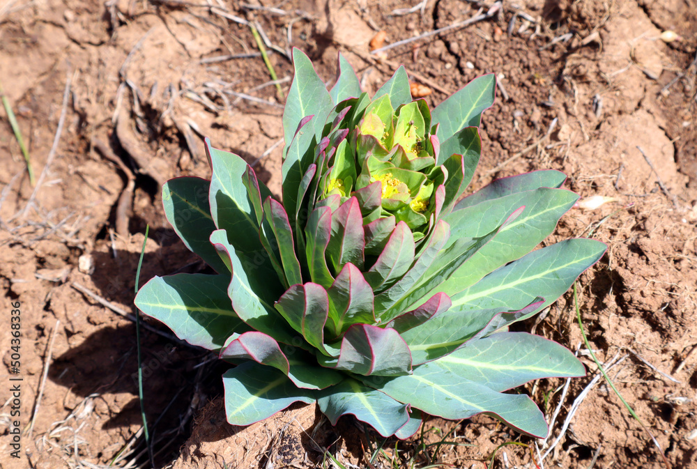 Obraz premium Beautiful succulent plant in the mountains of Spain. Sedum. Spring. Кosette of leaves 