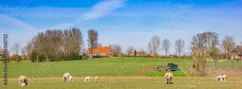 Panorama of sheep in the landscape near Groot Wetsinge, Netherlands photo