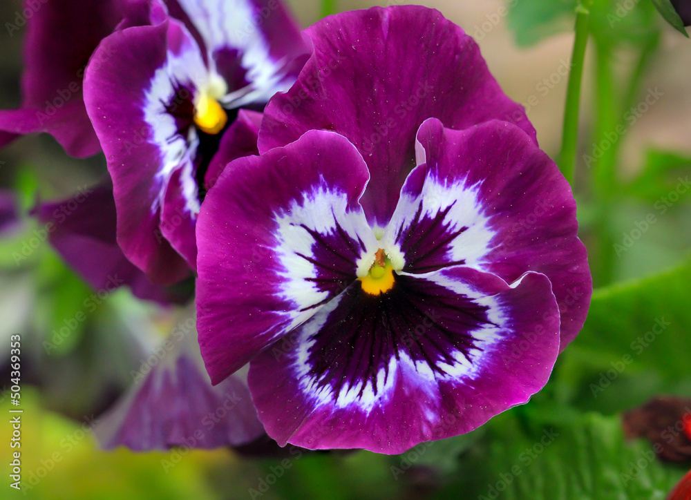 Nahaufnahme einer Blüte eines Stiefmütterchen mit ihrer schönen Farbgebung.
Nahaufnahme einer Blüte eines Stiefmütterchen mit ihrer schönen Farbgebung.
