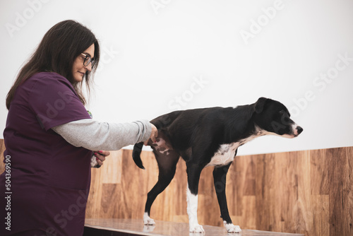 a Female veterinarian examining and treating the joints of a dog's leg. Animal physiotherapy. photo