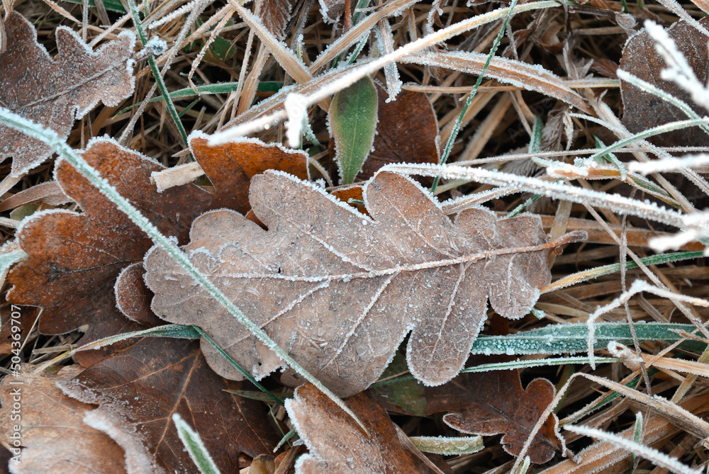 Frozen autumn oak leaves on the ground. Frozen autumn oak leaves on the ground.