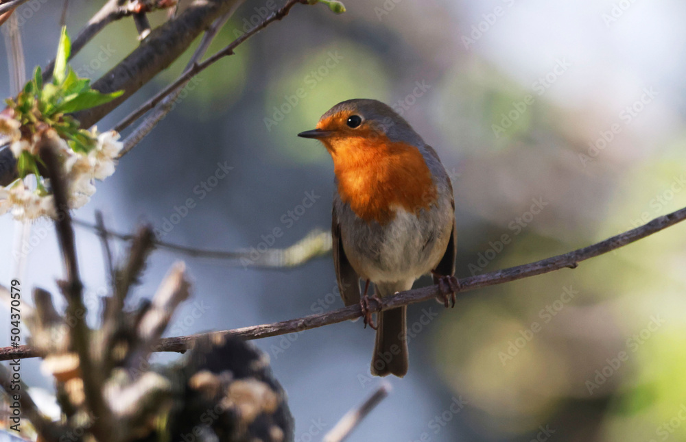 European Robin (Erithacus rubecula) sitting on a Tree European Robin (Erithacus rubecula) sitting on a Tree