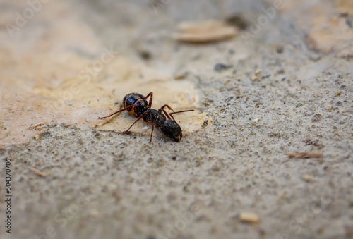 Eine große Ameise auf Stein, mit schwarzem Hinterlaib und brauner Tailie. 