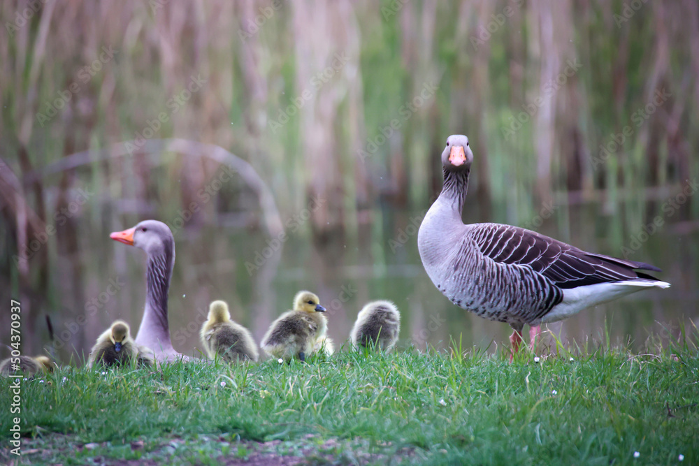 Fototapeta premium Eine Familie Graugänse mit ihrem Nachwuchs an einem Teich. 