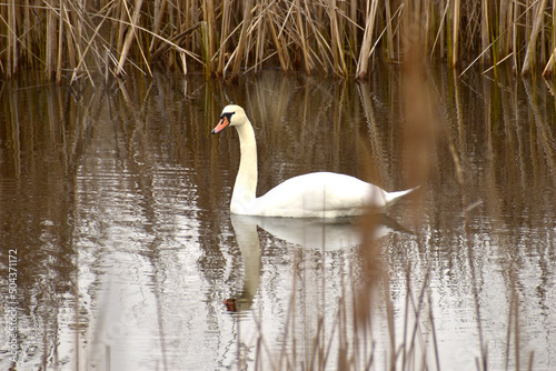 The white mute swan is reflected in the water of the lake.