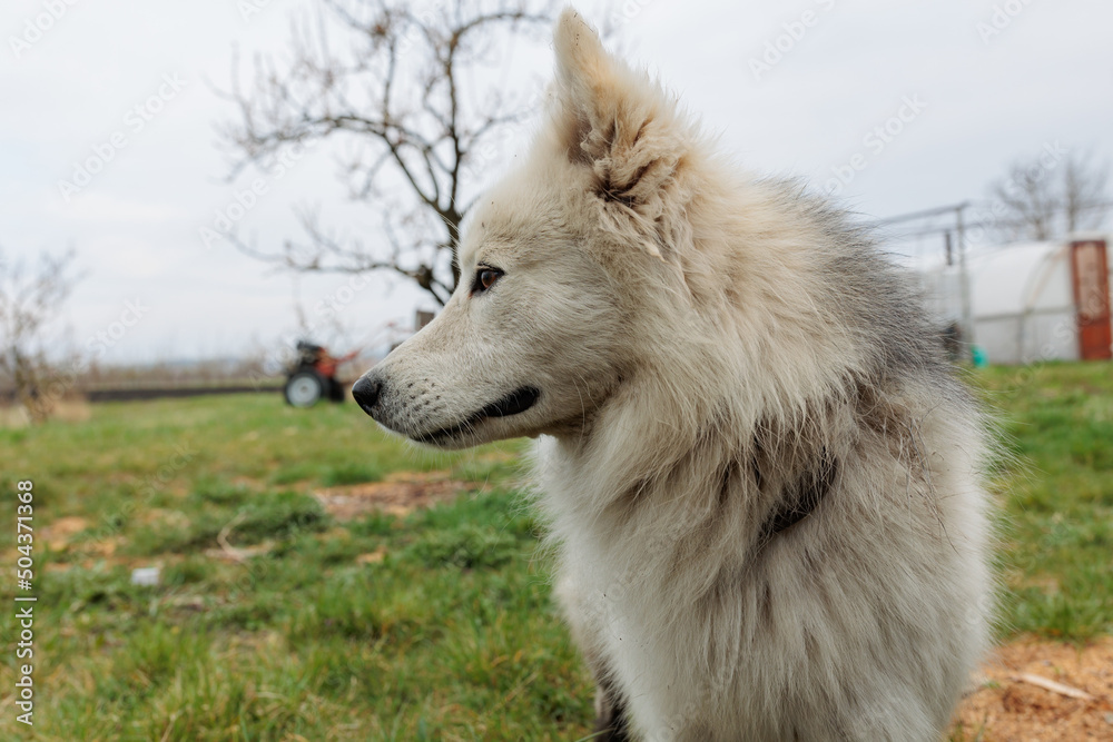 Obraz premium mestizo of Husky dog portrait close up, Husky face with white and black coat color and brown eyes, sled dog breed. Husky dog muzzle portrait outdoor