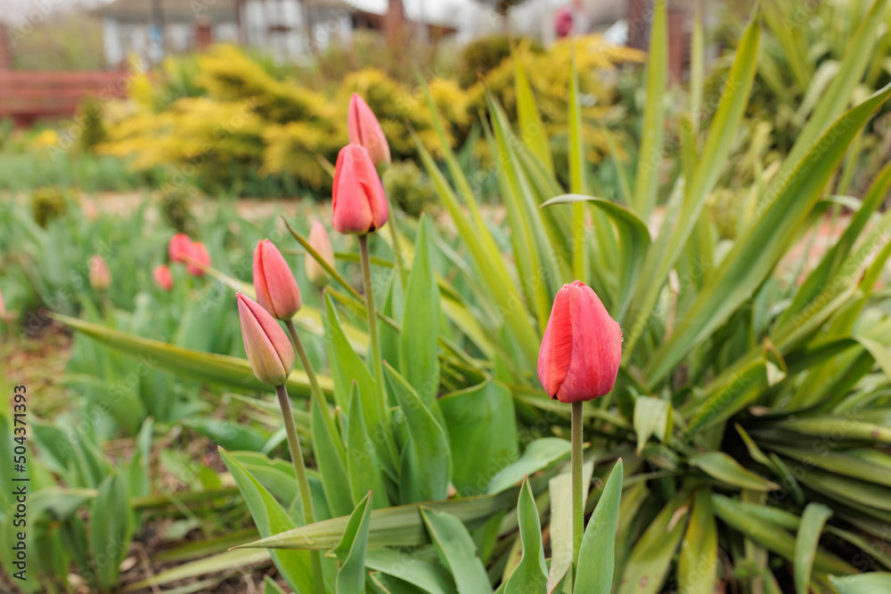 Naklejka premium small Red tulips flowers in the garden