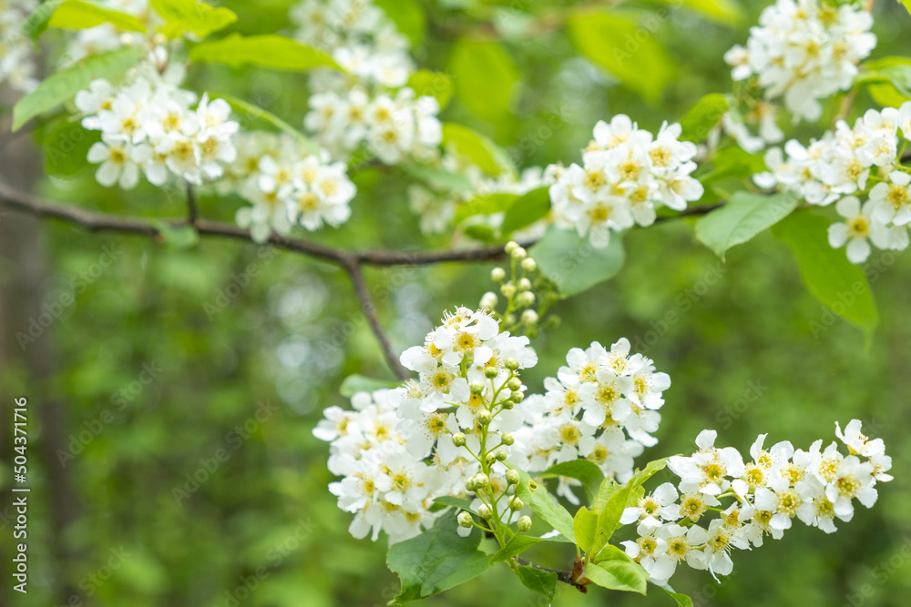 Prunus padus Traubenkirsche Detail Blüte