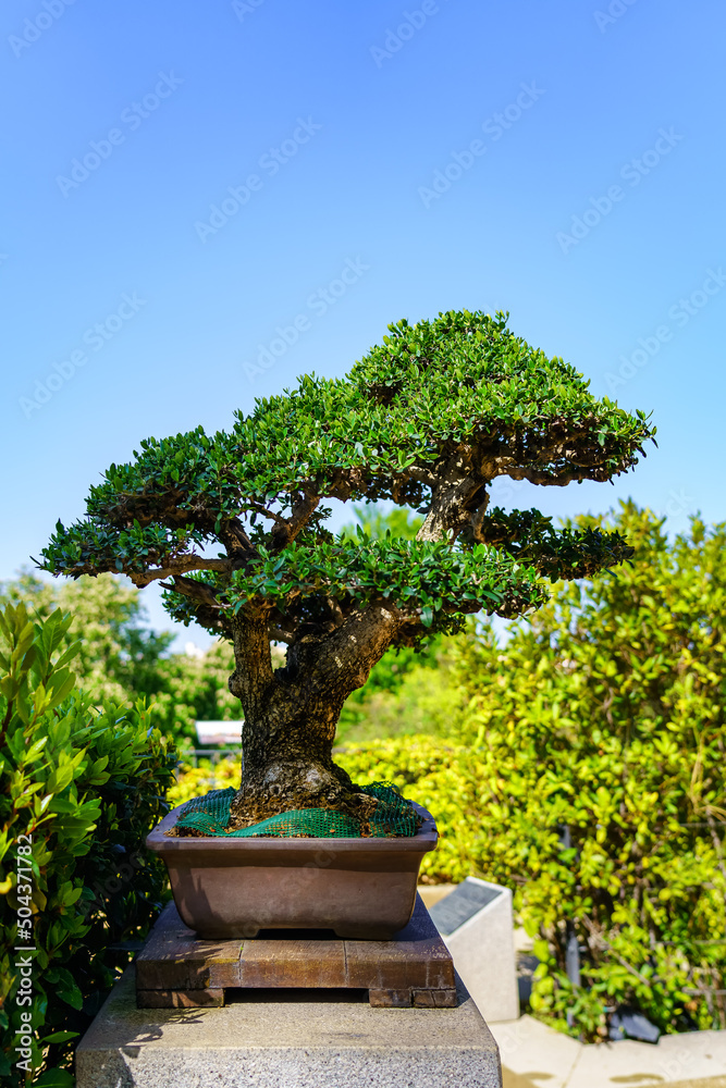 Small bonsai tree grown outdoors in lush oriental garden. Small bonsai tree grown outdoors in lush oriental garden.
