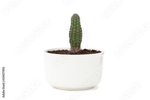 Cactus in white pot isolated