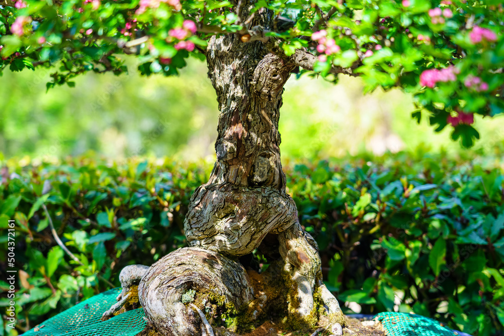 Obraz premium Small bonsai tree grown outdoors in lush oriental garden.