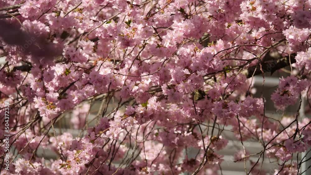 Bright Cherry Flower Blossom with Shadows, Symbol of Renewal in Japan, Medium Close Up Bright Cherry Flower Blossom with Shadows, Symbol of Renewal in Japan, Medium Close Up