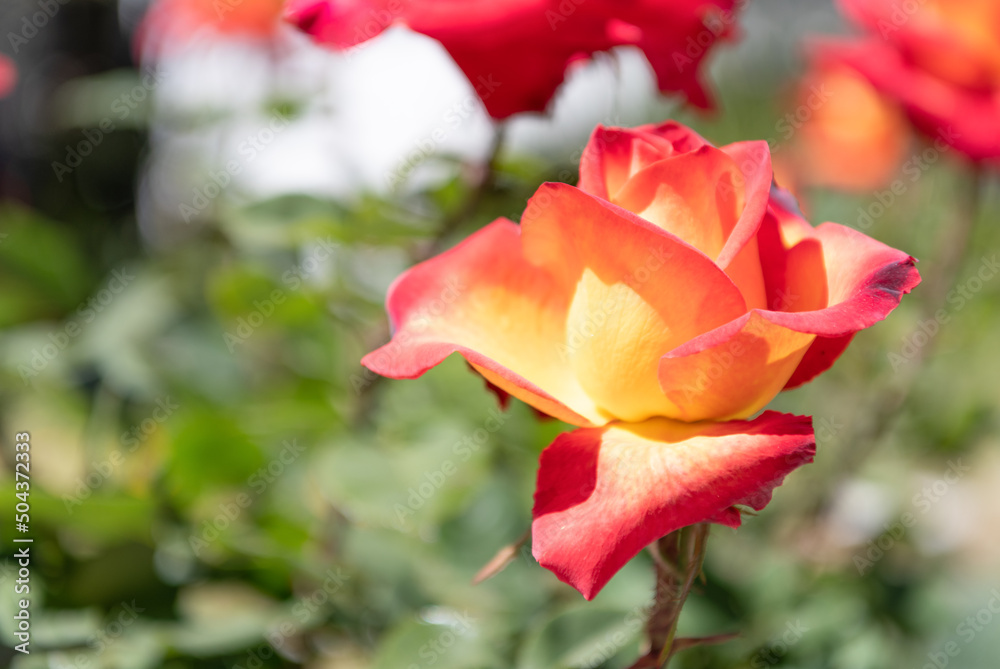 bright color rose flower blooming in summer. copy space bright color rose flower blooming in summer. copy space