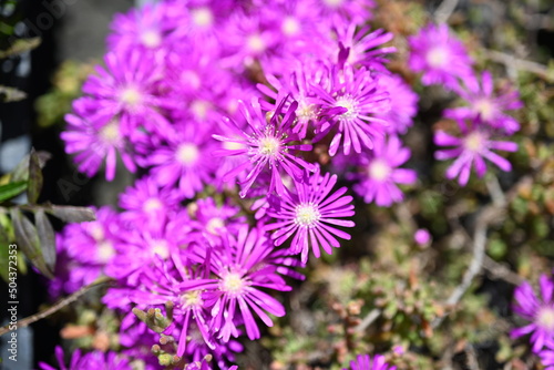 Super-cluster of rows of tall hues and colors flowers. These amazing summer blooms make for spectacular viewing  amongst the worlds greatest flowers collections. A true treat from nature. 