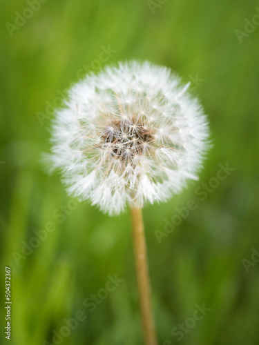 Dandelion blowball with seeds  closeup photo