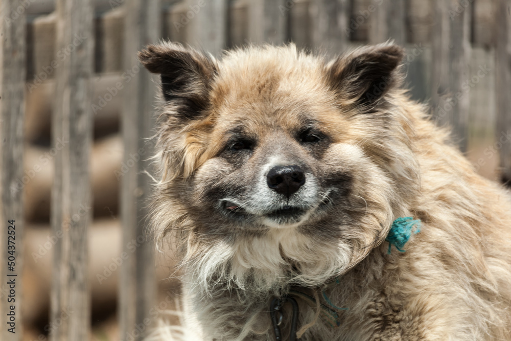 Close up portrait of fair haired big country dog laying on the roof of its doghouse with a wooden fence on the background Close up portrait of fair haired big country dog laying on the roof of its doghouse with a wooden fence on the background