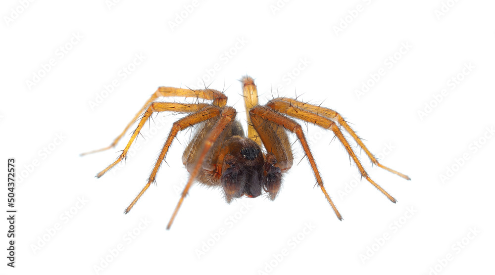 Mediterranean funnel weaver spider isolated on white background, Lycosoides coarctata male Mediterranean funnel weaver spider isolated on white background, Lycosoides coarctata male